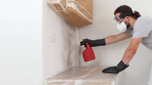 Professional Basement Mold Removal technician working in Kingston, IL