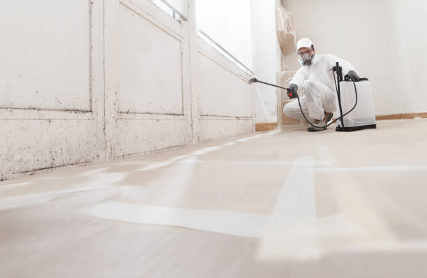 24/7 Emergency Basement Mold Removal experts in Kingston, IL