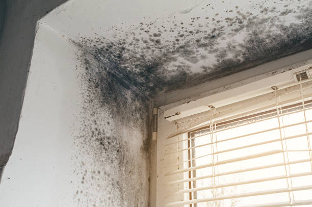 Affordable Basement Mold Removal solutions in Kingston, IL