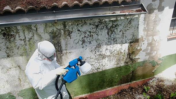 Top rated local Basement Mold Removal specialists in Kingston, IL
